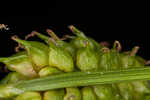 Sulphur sedge